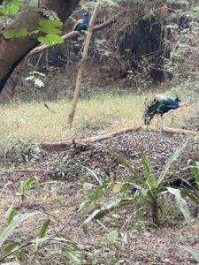 Two vibrant blue and green peacocks foraging in a natural outdoor setting with dirt ground and vegetation