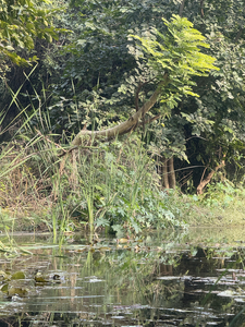 Peaceful waterway with lush green vegetation and trees along the shoreline creating natural fishing habitat