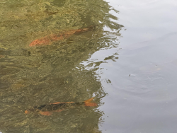 A serene underwater oasis, teeming with vibrant aquatic life and lush, verdant vegetation.