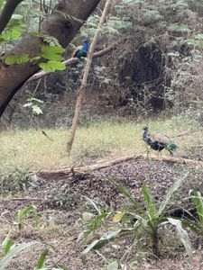 Wild turkey walking through forest clearing with fallen logs and vegetation