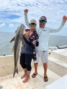Cobia fish caught while fishing in Crystal River