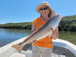 Redfish caught in Crystal River, Florida