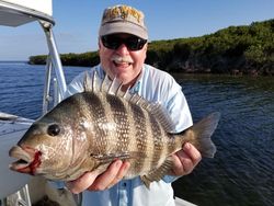 Sheepshead fish caught by angler in Crystal River