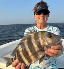 Sheepshead fish caught while fishing in Crystal River