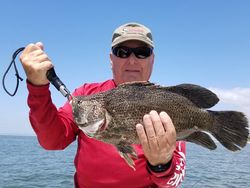 Tripletail fish caught while fishing in Crystal River