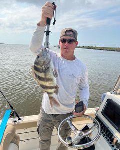 Sheepshead from St. Bernard, LA