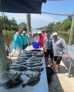 Sheepshead and Black Drum fish, 29 inches long, caught in LA