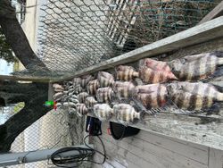 Two black drum fish in Hopedale