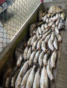 Four sheepshead and chub mackerel in a fishing adventure in LA
