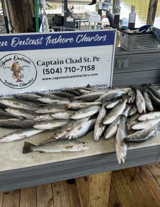 5 spotted weakfish caught in LA during fishing tours
