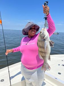 A single black drum fish caught in Hopedale