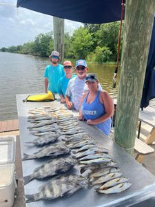 4 black drum and sheepshead fish caught in Hopedale, Louisiana