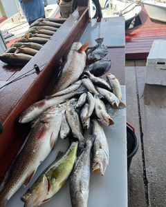 Four fish caught during fishing tours in Hopedale