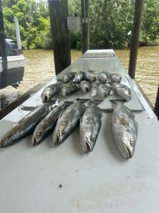 4 fish caught during fishing tour in Hopedale