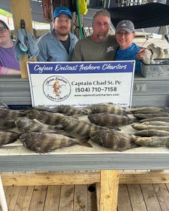 3 sheepshead and black drum fish caught on a fishing tour in LA