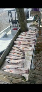 4 redfish caught in LA on fishing tour