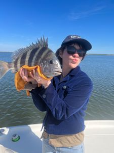 Sheepshead fish caught in Hopedale