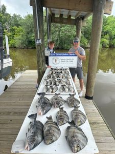 3 sheepshead fish catch in LA