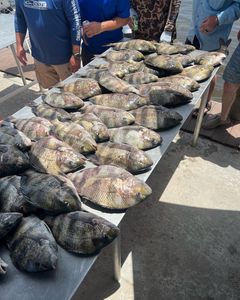 4 sheepshead fish caught in LA