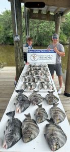 Three Sheepshead fish caught in Hopedale