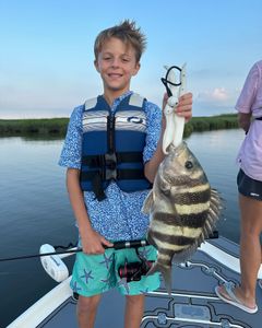 Sheepshead fish caught during fishing tour in Hopedale