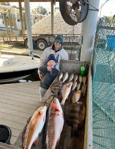 Four sheepshead fish caught during a fishing tour in Hopedale