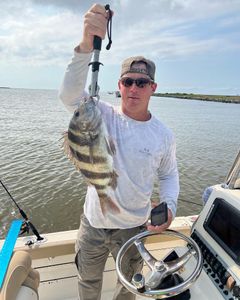Sheepshead fish caught on fishing tour in LA
