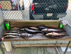 Two sheepshead fish caught during a fishing tour in LA
