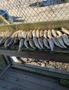 8 spotted weakfish in Hopedale