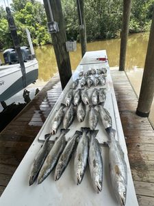 Four spotted weakfish caught during fishing tours in LA