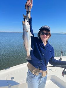 Spotted Weakfish, 20 inches, caught in Hopedale