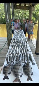 Three sheepshead fish caught in LA on fishing tour