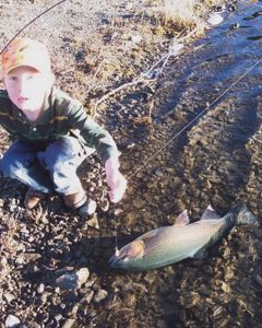 Angler catches a 15-inch Rainbow Trout in AK