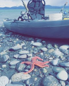 One fisherman fishing in Kenai