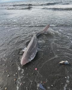 One fishing trip in Kenai