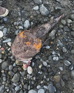 A fishing adventure in Kenai