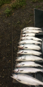6 fish caught while fishing in Alaska