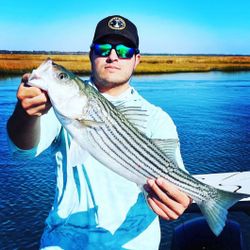 Striper on live spot