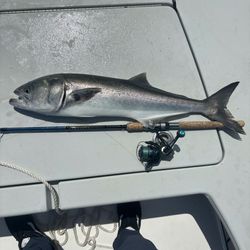 Bluefish caught while fishing in New Jersey