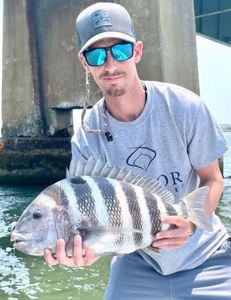 Sheepshead fish caught while fishing in Sea Isle City