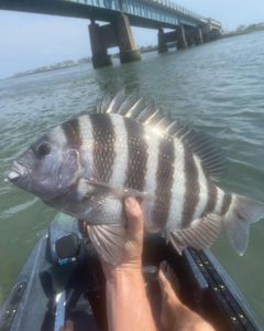 Sheepshead fish caught while fishing in NJ