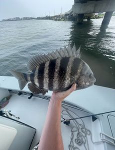 Sheepshead fish caught while fishing in Sea Isle City