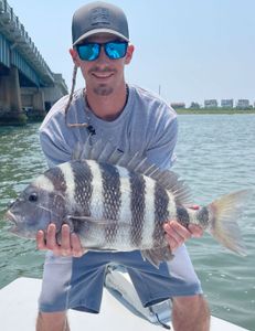 Sheepshead fish caught while fishing in NJ