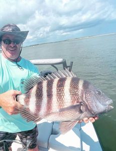 Sheepshead fish caught while fishing in NJ