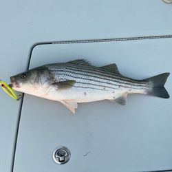 Striped bass fishing in NJ