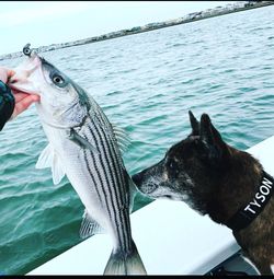 Striped bass caught while fishing in Sea Isle City