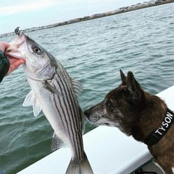 Striped bass caught while fishing in Sea Isle City