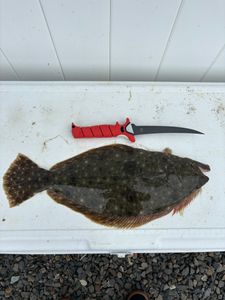 Summer Flounder caught while fishing in NJ