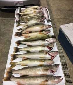 9 fish caught fishing in Ohio