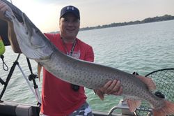 A angler catches a muskellunge fish in OH